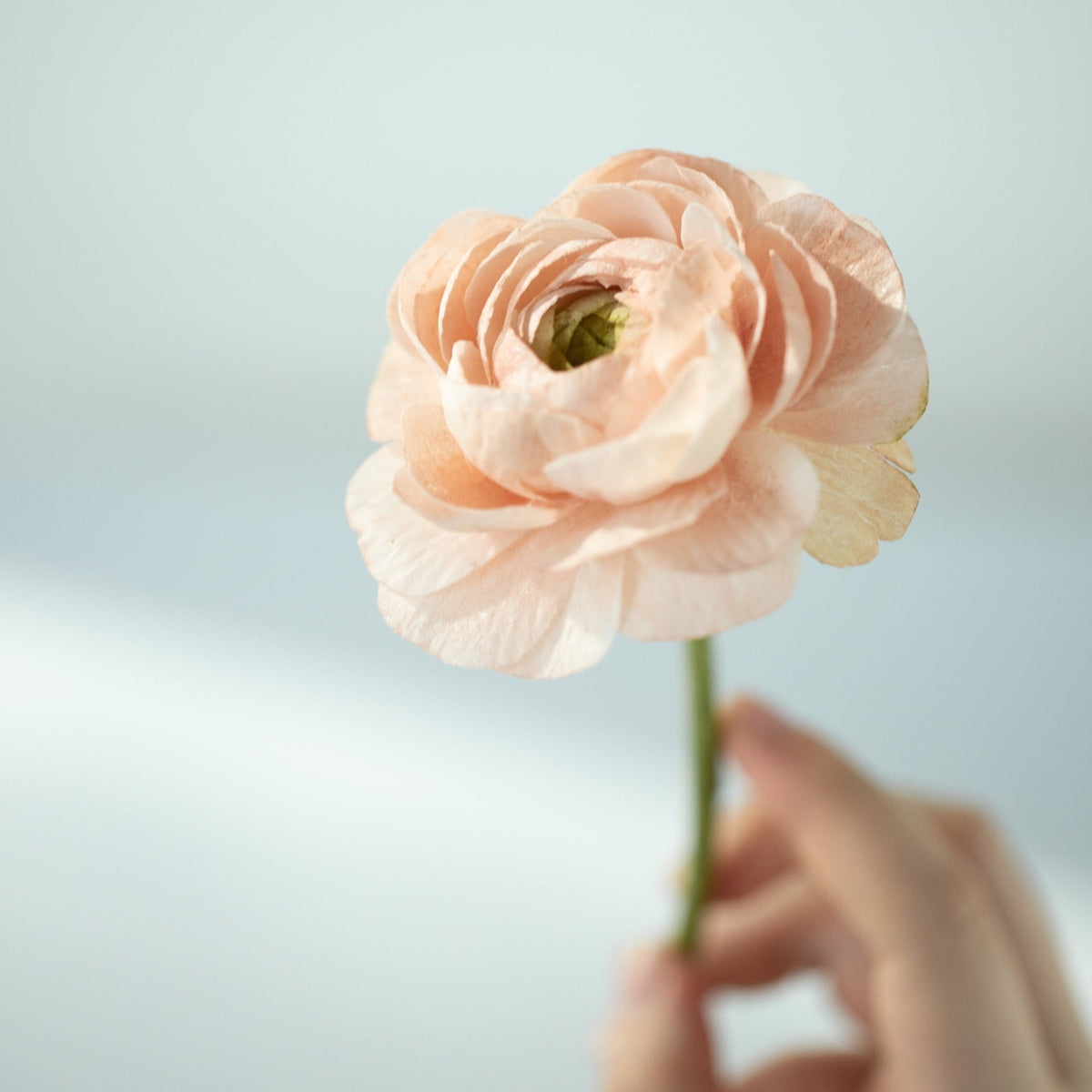 Wafer paper flowers - meravigliosi, delicatissimi fiori di ostia