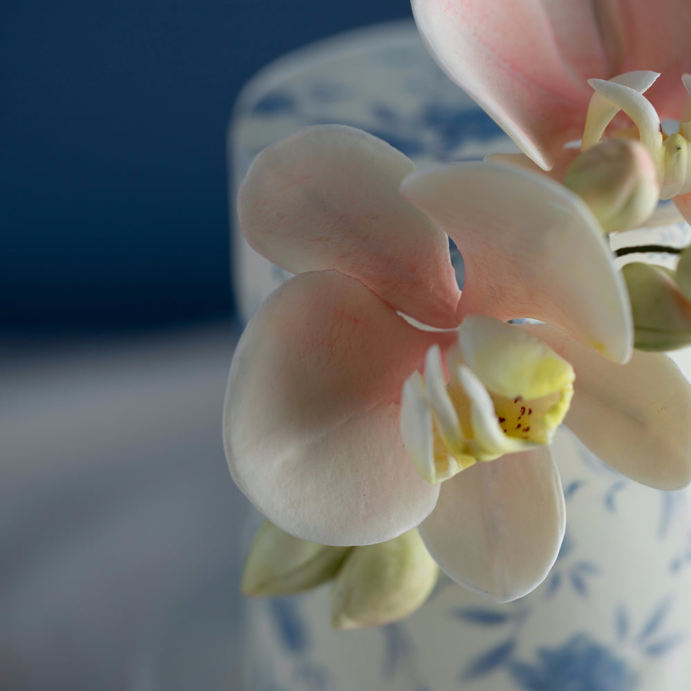 A close up on the light pink sugar orchid. The middle of the orchid has a darker pink that gradients into white on the outside.